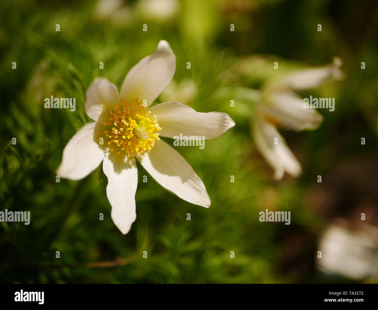 Primo piano di un bianco pasqueflower (pulsatilla) Foto Stock