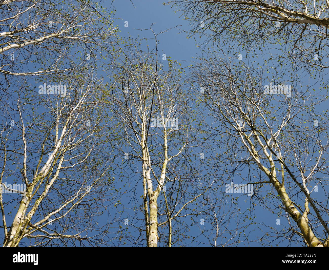 Silver birch Tree Tops con cielo blu dietro Foto Stock