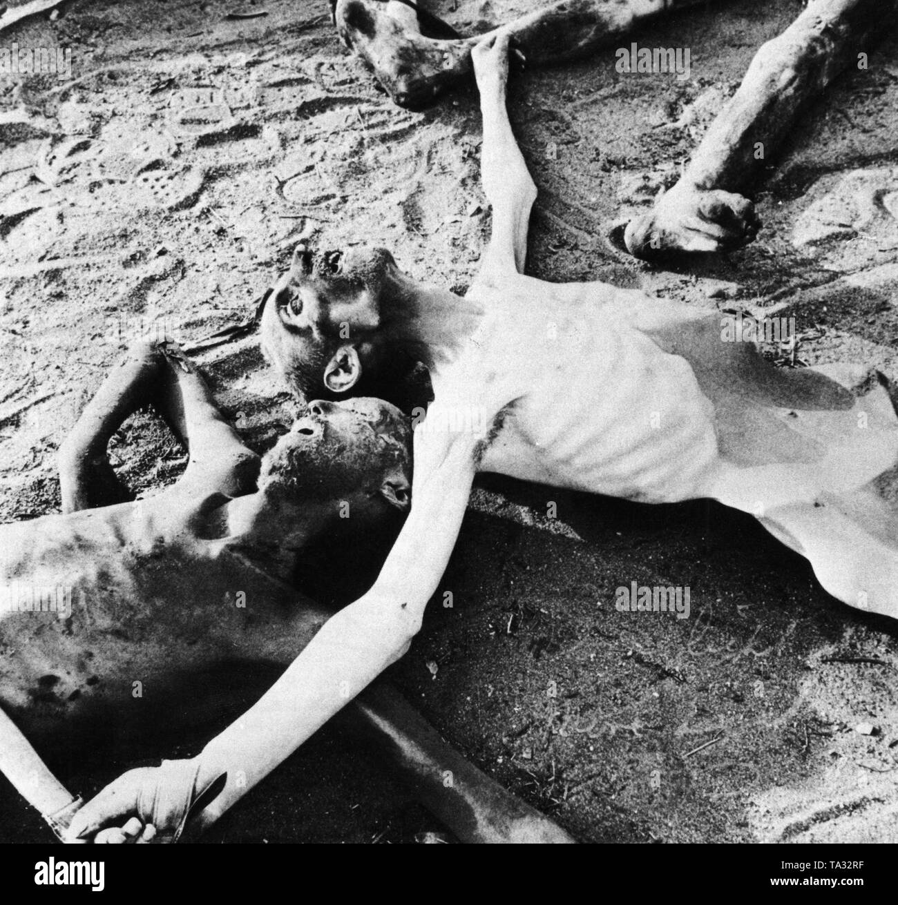 Cadaveri trovati in un campo di concentramento dopo la liberazione, 1945 Foto Stock