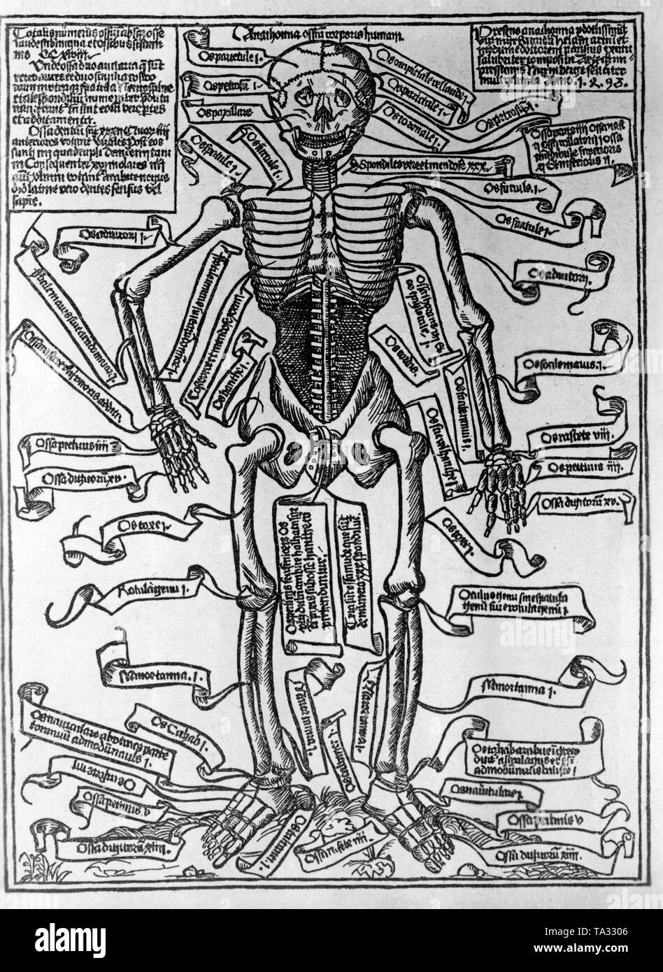 Disegno di un maschio di scheletro dal medico Hela da Norimberga. Foto Stock
