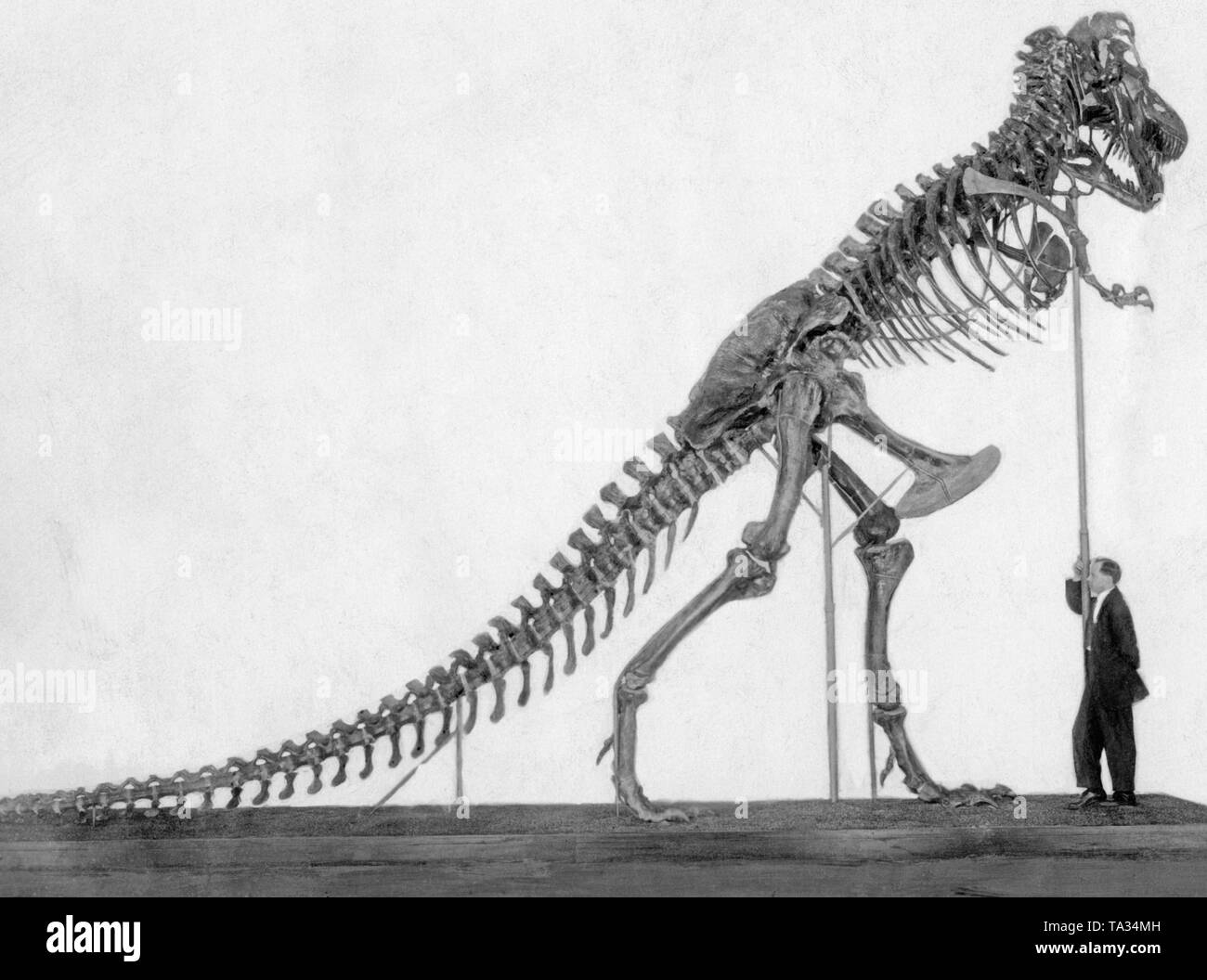 Questa fotografia mostra lo scheletro di un Tirannosauro sotto la quale sorge il paleontologo William Patterson. Per illustrare le dimensioni enormi dell'animale, Patterson sorregge un lungo bastone. Foto Stock