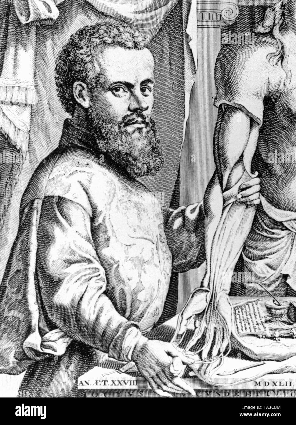 Ritratto dell'anatomista fiammingo Andreas Vesalius nel suo lavoro 'De humani corporis fabrica libri septem'. Foto Stock