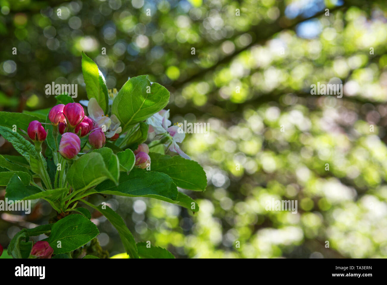 Melo fiorisce in un parco privato. Foto Stock