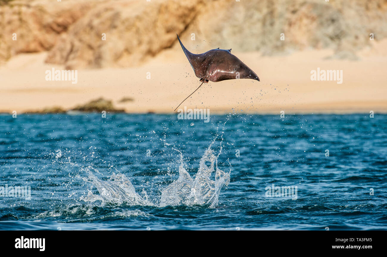 Mobula ray salta fuori dell'acqua. Mobula munkiana, noto come la manta de Monaco, Munk il diavolo ray, pigmeo devil ray, smoothtail mobula, è una specie o Foto Stock