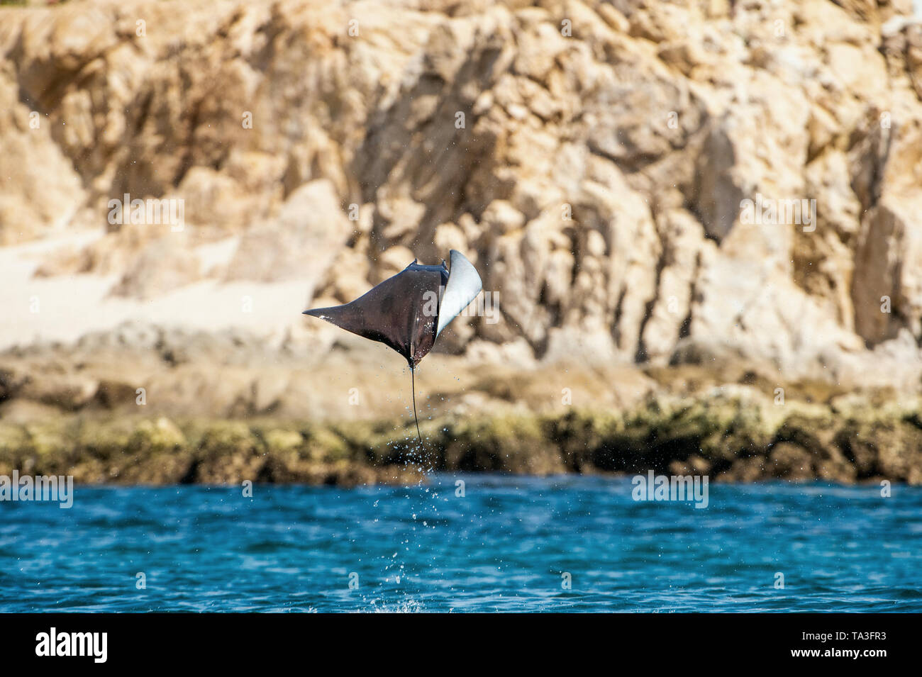 Mobula ray salta fuori dell'acqua. Mobula munkiana, noto come la manta de Monaco, Munk il diavolo ray, pigmeo devil ray, smoothtail mobula, è una specie o Foto Stock