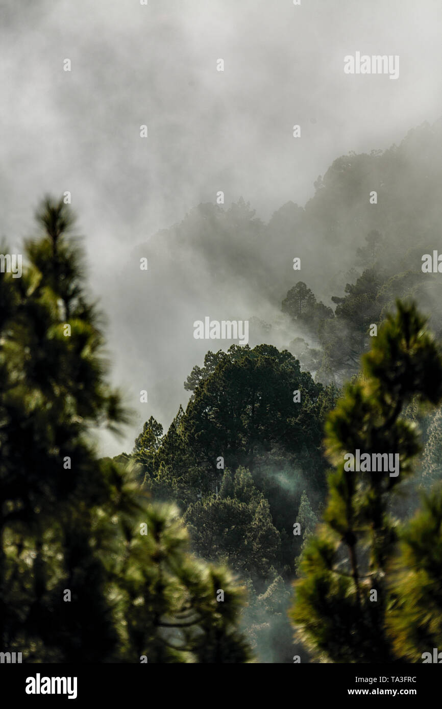 Mountain Pine Forest tra le nuvole Foto Stock