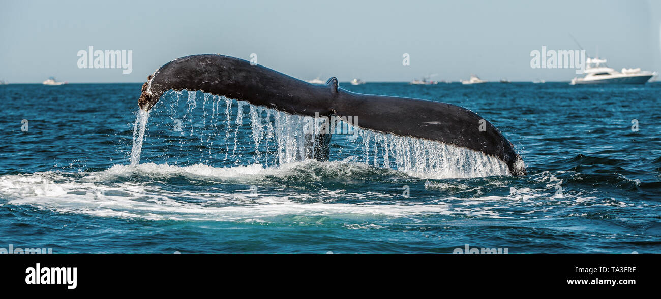 Pinna caudale del possente Humpback Whale al di sopra della superficie dell'oceano. Nome scientifico: Megaptera novaeangliae. Habitat naturale. Oceano Pacifico, vicino il G Foto Stock