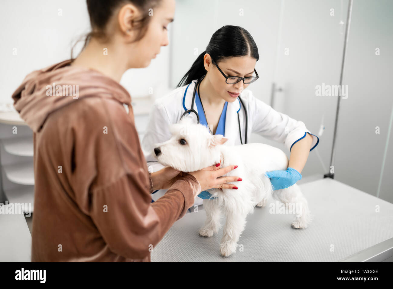 Cura la sensazione di pet occupato mentre esaminando piccolo cane bianco Foto Stock