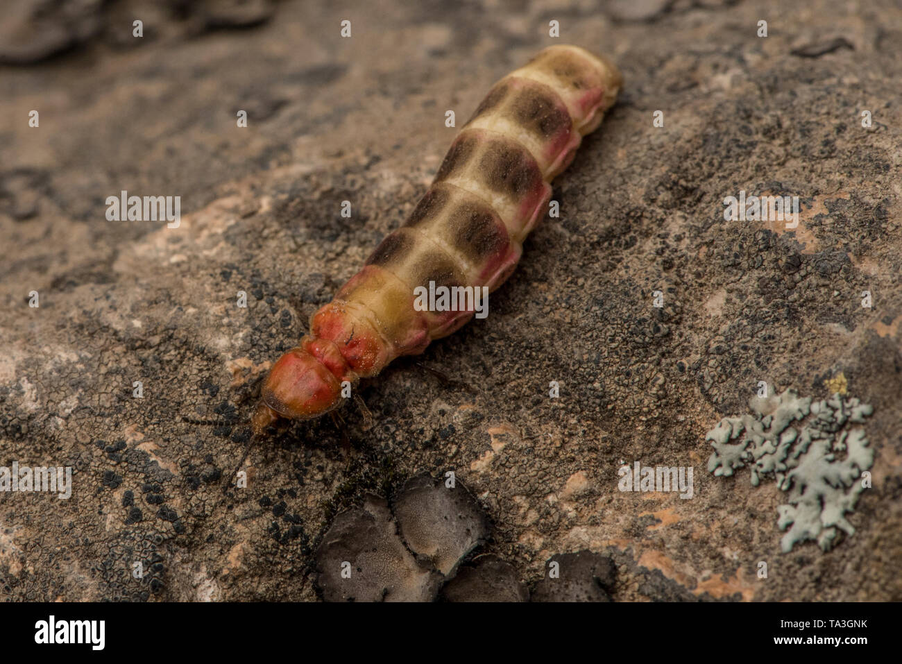 Una lucciola (Lampyridae) da le montagne delle Ande del Perù, questo è un adulto femmina flightless noto anche come Larviform femmina. Foto Stock