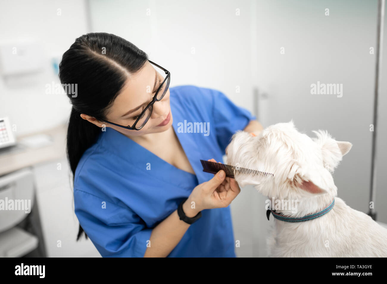 Donna che lavorano in cliniche veterinarie toelettatura cane bianco Foto Stock