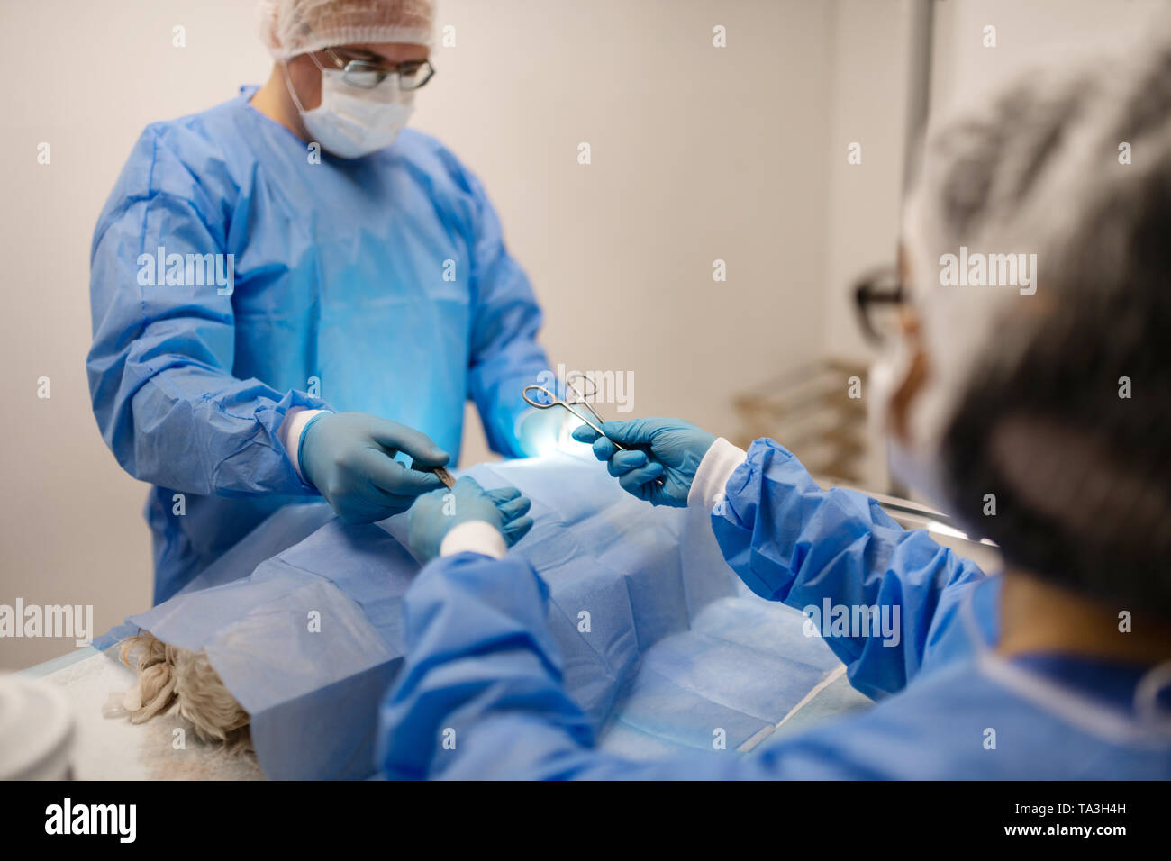 Assistente disponibile dando le forbici per chirurgo veterinario cane operativo Foto Stock