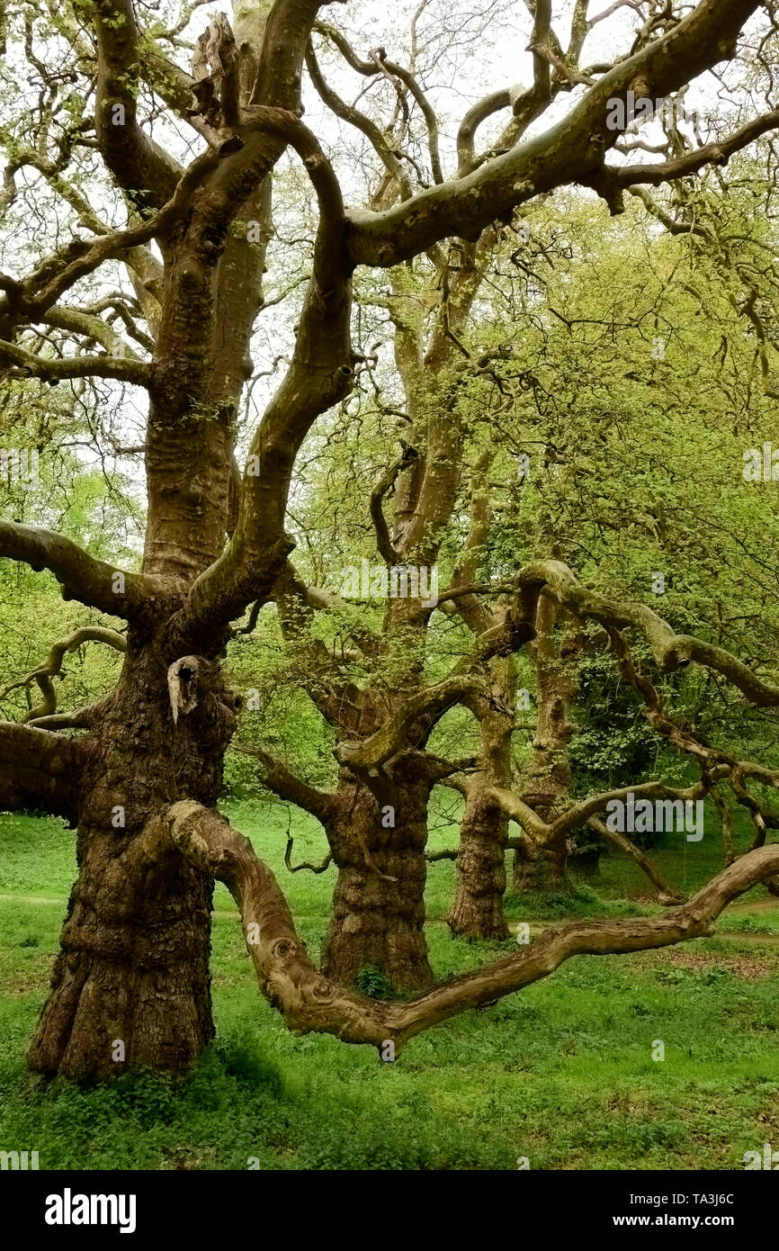 Vecchi alberi che crescono in forme uniche qui nel New Forest National Park, Hampshire, Inghilterra Foto Stock