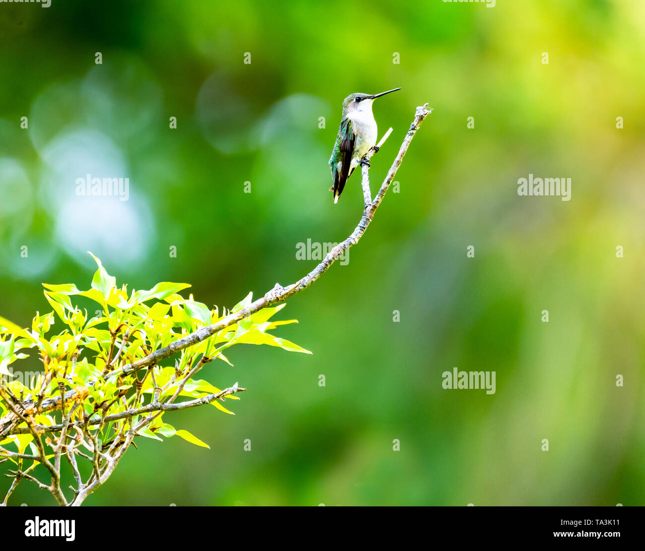 Femmina Hummingbird Ruby-Throated appollaiato sulla punta di un ramo di albero, di ascolto e di avviso per i suoni intorno a lei. Foto Stock