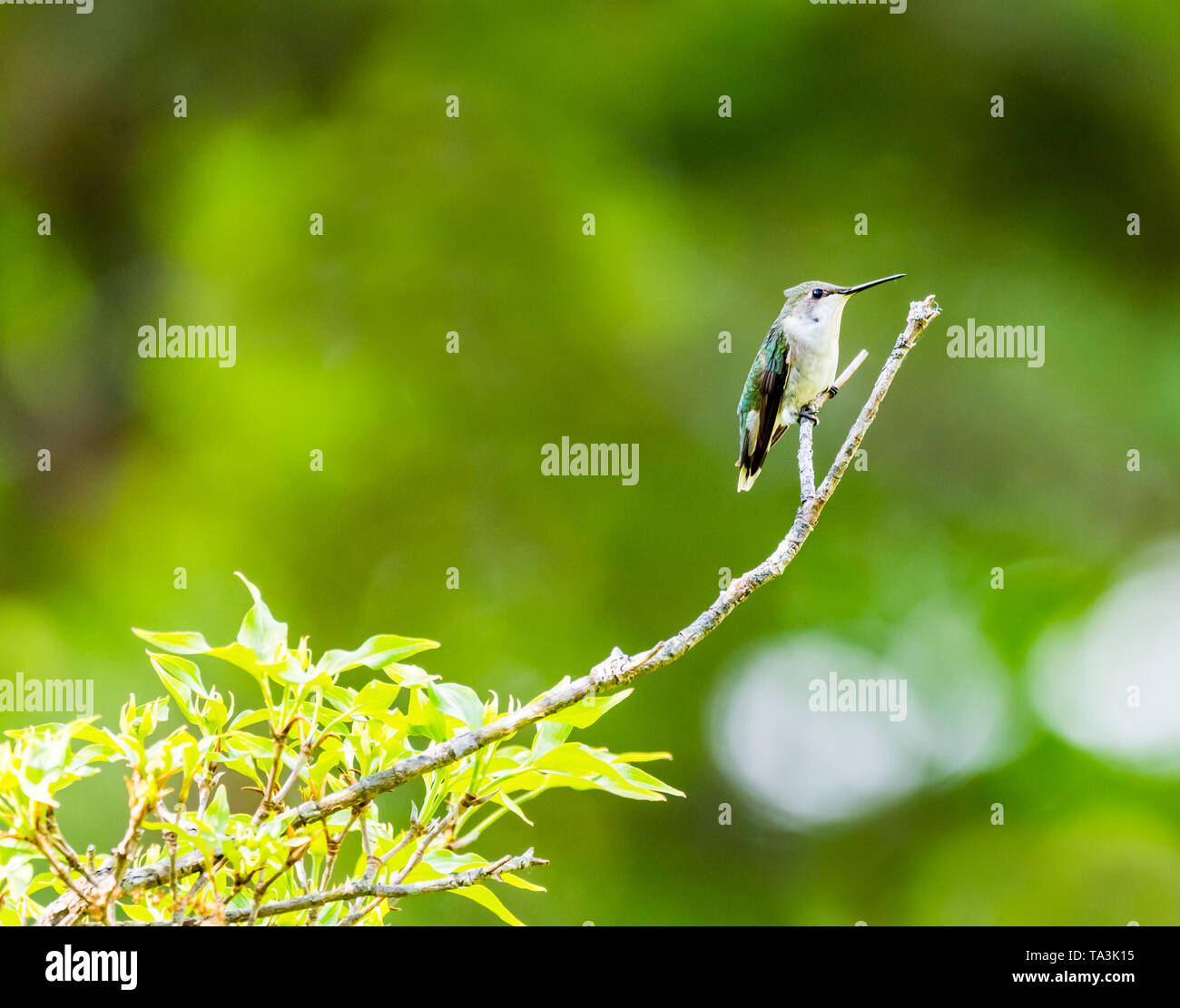 Femmina Hummingbird Ruby-Throated appollaiato sulla punta di un ramo di albero. Foto Stock