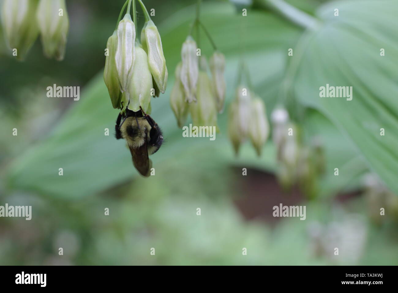 Bumblebee alimentazione su un capovolto fiore bianco Foto Stock