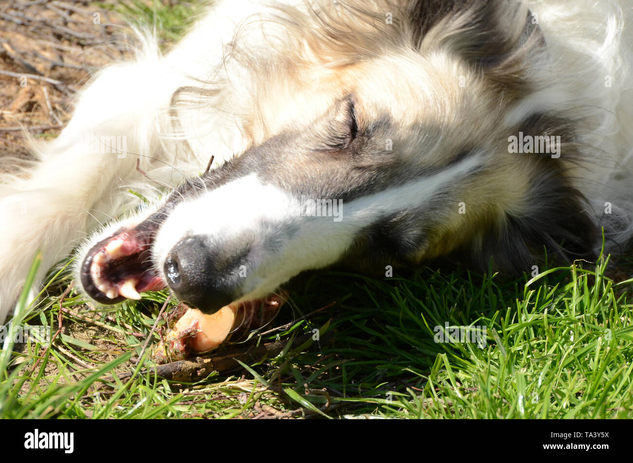 Cane cane giace su un prato e mastica un osso nella luce del sole Foto Stock