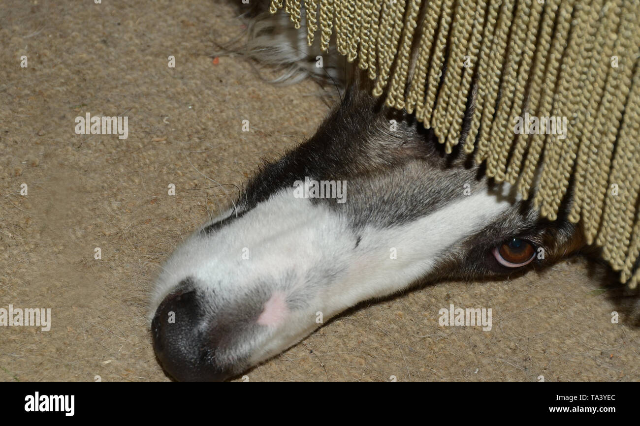 Il naso lungo e un occhio di un mascherato nero cane cane fa capolino sotto un divano verde. Foto Stock