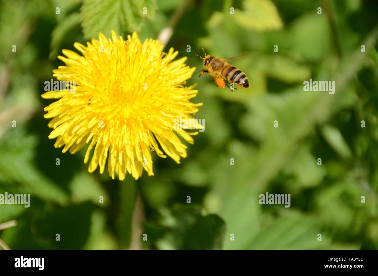Un'ape con polline arancione depot sulle sue gambe occupato con un giallo fiore di dente di leone Foto Stock