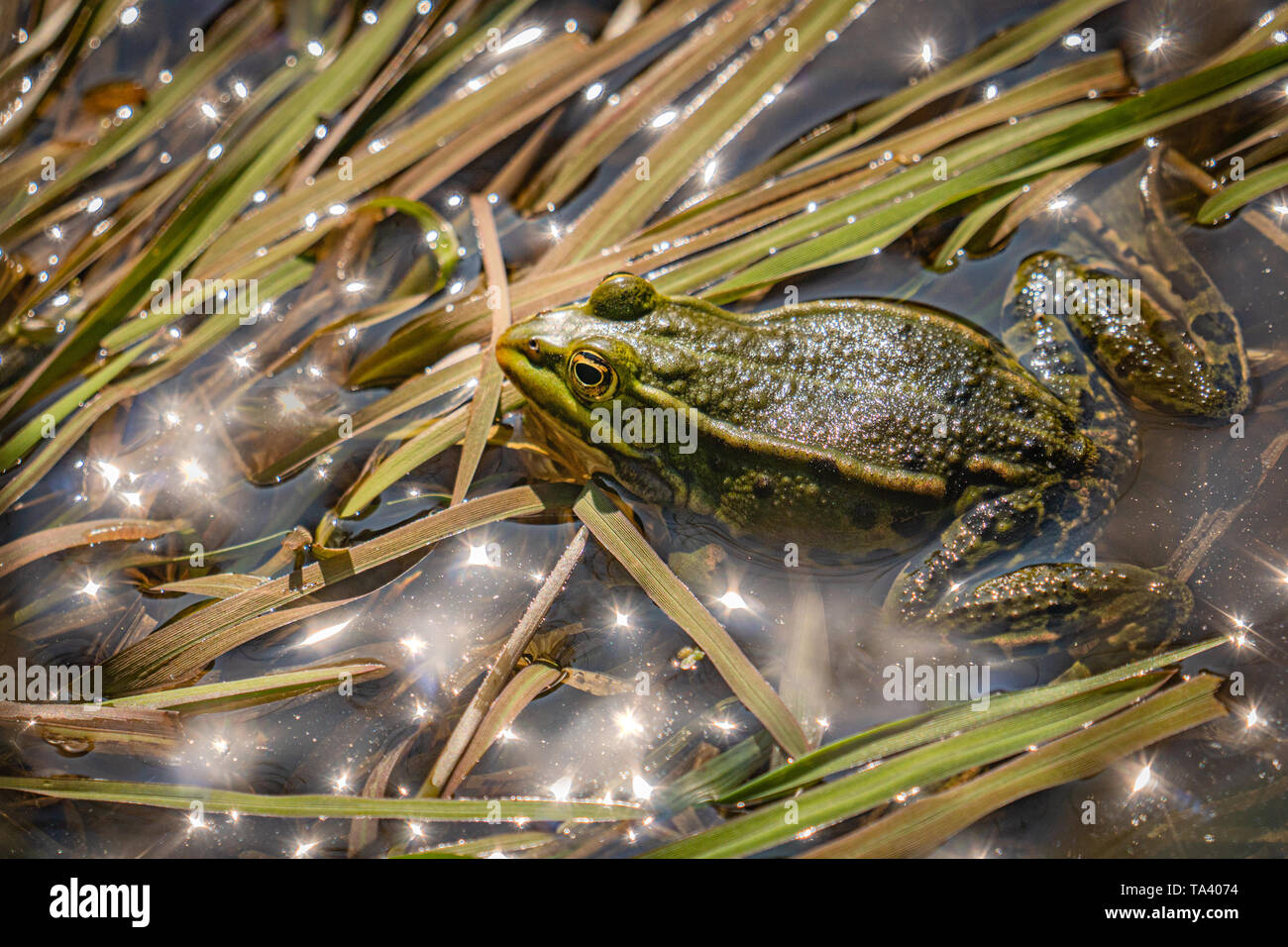 Rana verde in acque poco profonde e canne - più ampio con telaio a forma di stella sunreflections nell'acqua. Foto Stock