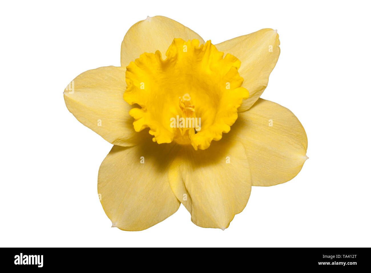 Narciso giallo su sfondo bianco Foto Stock