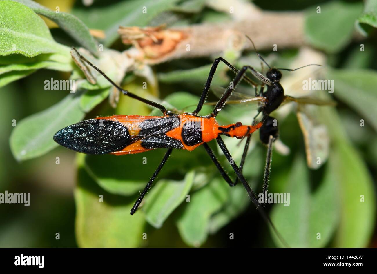 Un Zelus longipes linnaeus insetto o Milkweed Assassin bug ha catturato un nero mosca di qualche tipo ed è mangiarlo in alcuni arbusti a Houston, TX. Foto Stock
