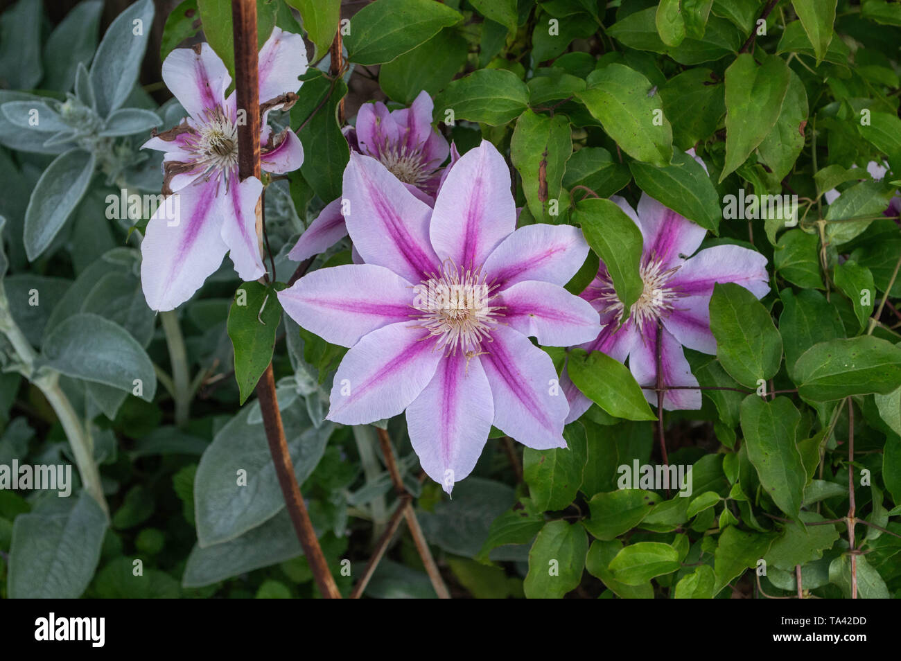 Close-up fotografia della natura più variegato colorati deciduo rosa bianca a strisce Clematis api Giubileo fiori vite rampicante fogliame verde Foto Stock