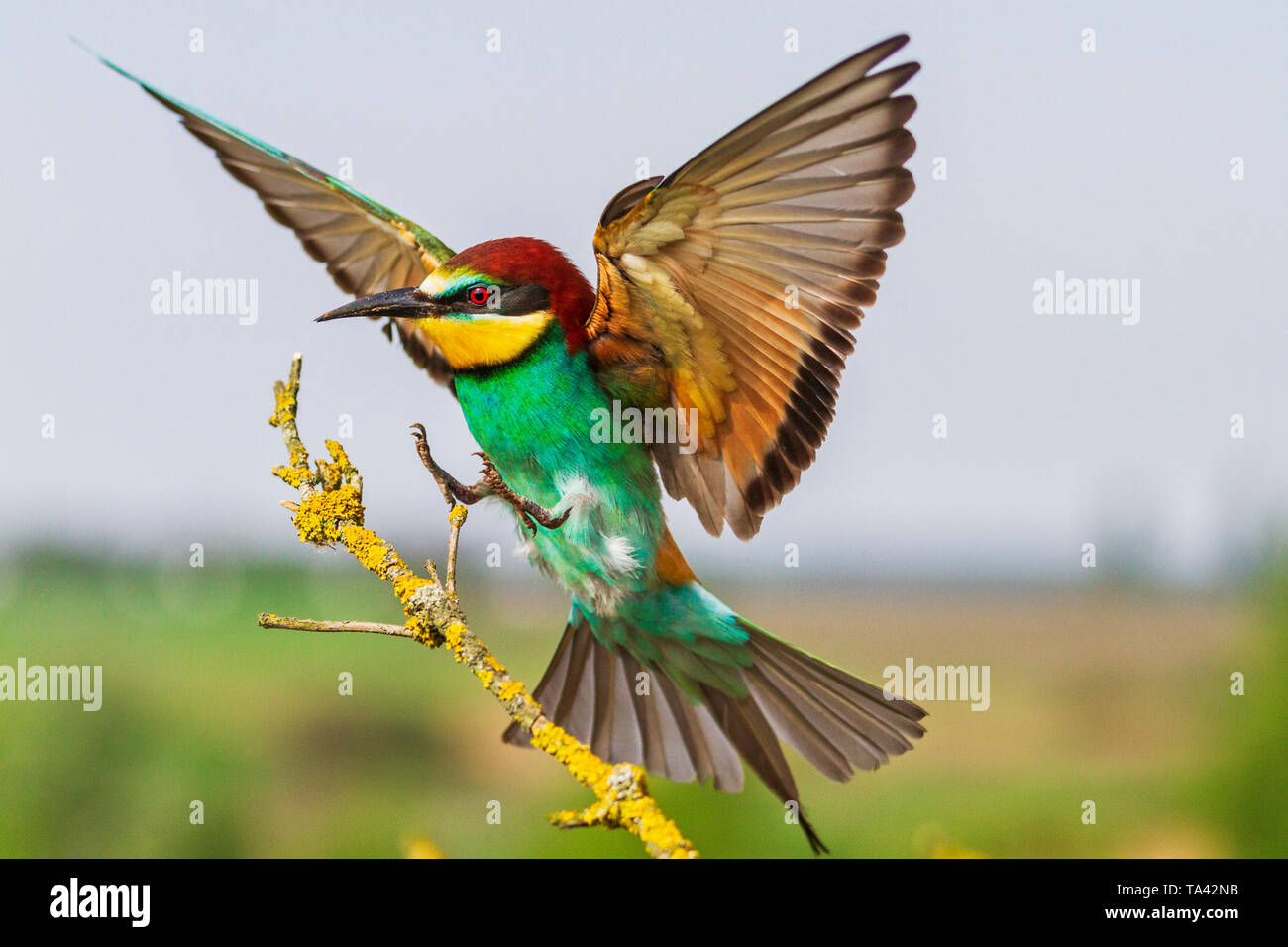 Bella colorati uccelli selvatici vola e si siede su un ramo, natura selvaggia unica Foto Stock