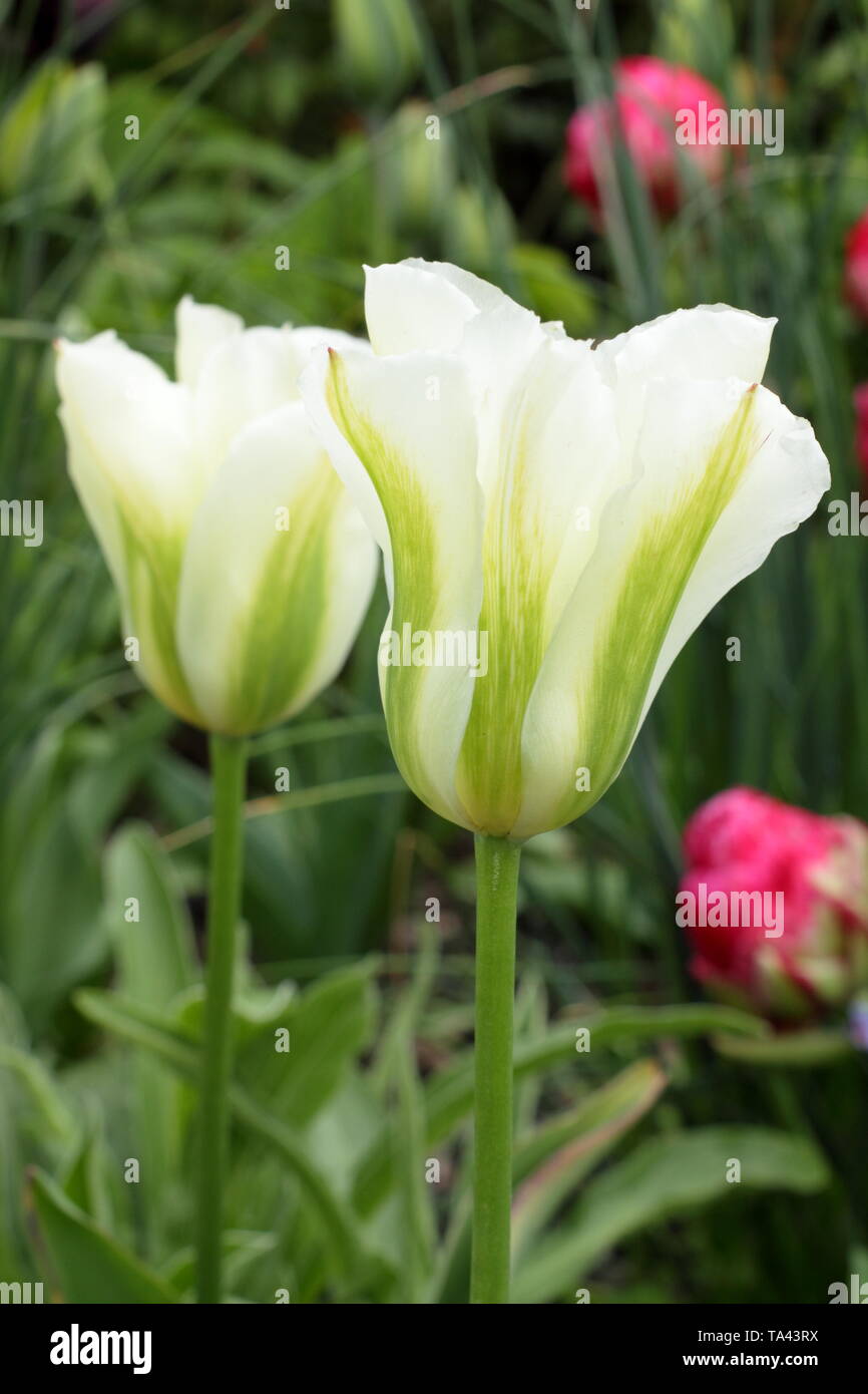Tulipa 'Spring verde'. Elegante di colore bianco e verde tulip. Modulo Gas Anestetici Foto Stock