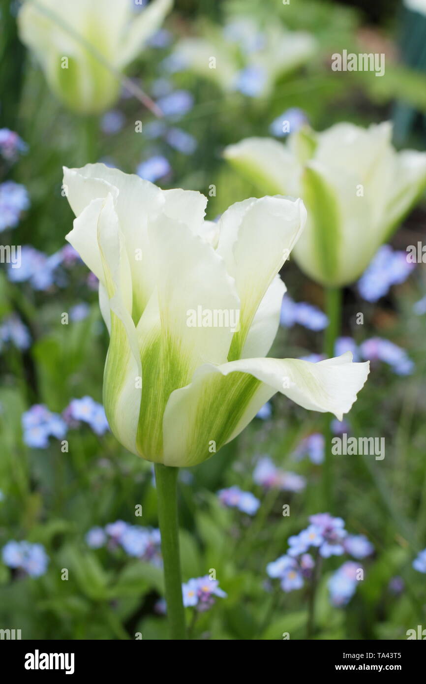 Tulipa 'Spring verde'. Elegante di colore bianco e verde tulip. Modulo Gas Anestetici Foto Stock