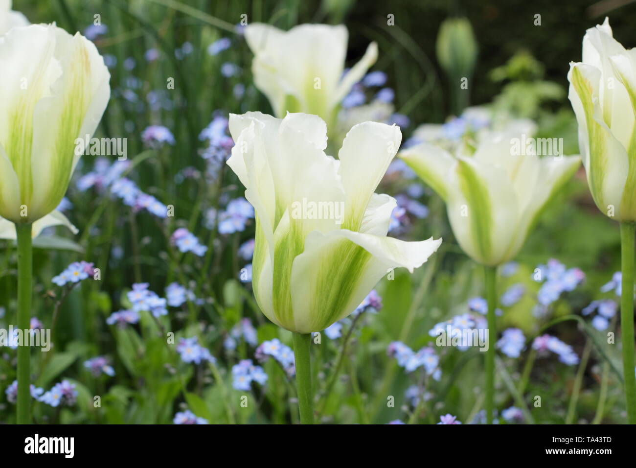Tulipa 'Spring verde'. Elegante di colore bianco e verde tulip. Modulo Gas Anestetici Foto Stock