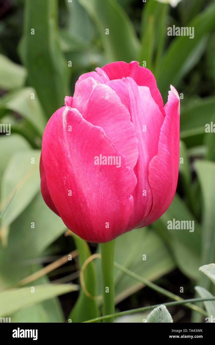 Tulipa "notorietà" univoco. Alti, rosa intenso di blumi di "notorietà" unico tulip - REGNO UNITO Foto Stock