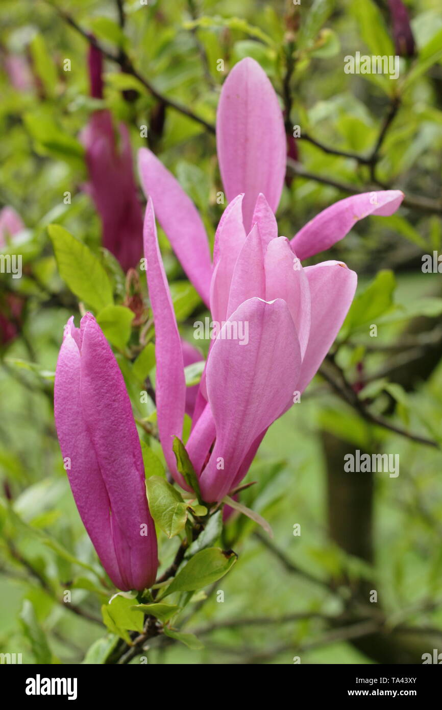 Magnolia 'usan'. Deep pink fiori di magnolia 'Susan'. Modulo Gas Anestetici Foto Stock