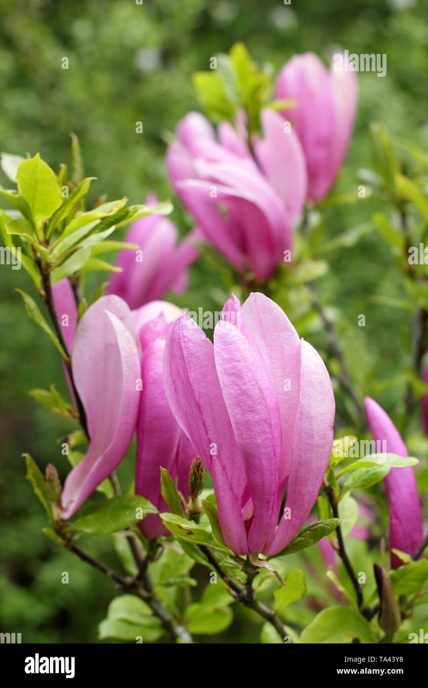Magnolia 'usan'. Deep pink fiori di magnolia 'Susan'. Modulo Gas Anestetici Foto Stock