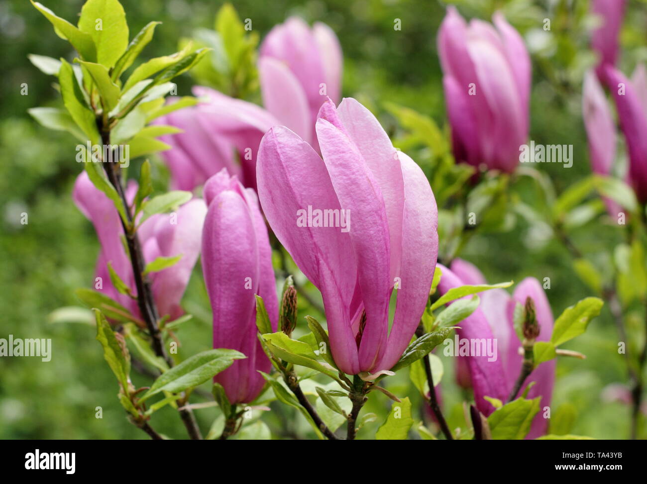 Magnolia 'usan'. Deep pink fiori di magnolia 'Susan'. Modulo Gas Anestetici Foto Stock