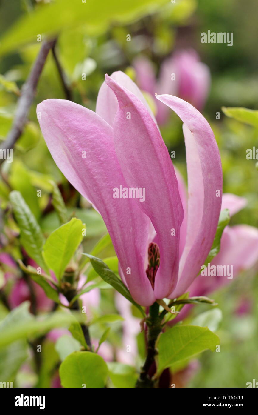 Magnolia 'usan'. Deep pink fiori di magnolia 'Susan'. Modulo Gas Anestetici Foto Stock