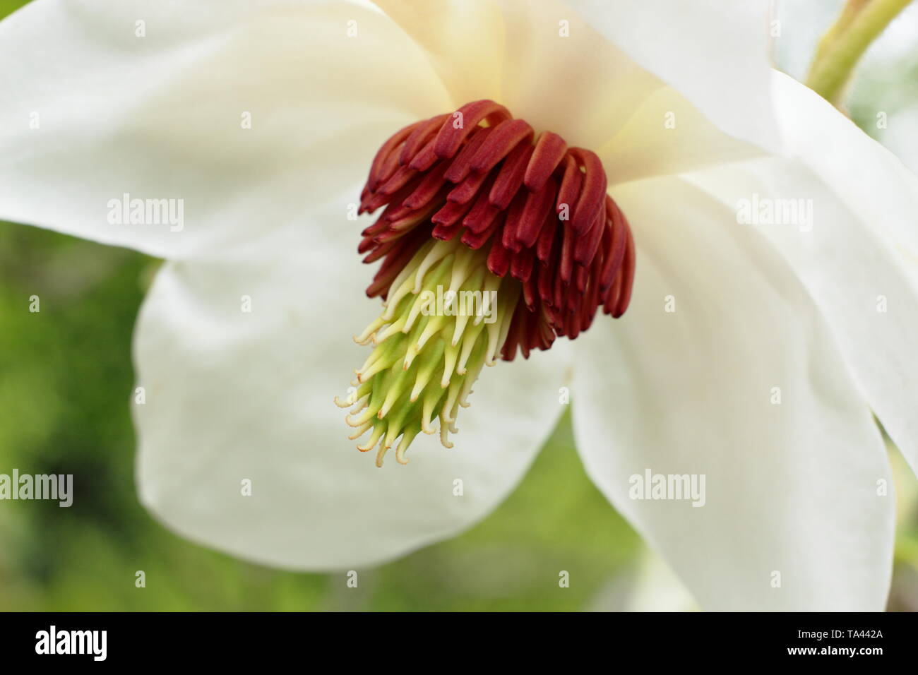 Magnolia 'Wilsonii'. Annuendo e profumati fiori di Wilson della magnolia - REGNO UNITO Foto Stock