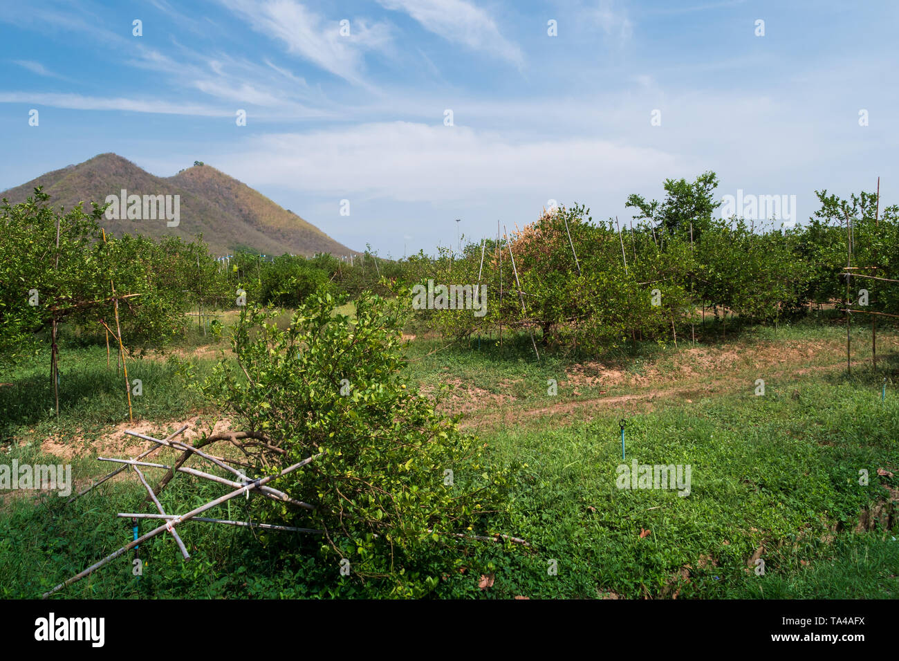 Fresco e natura lemon tree contro la montagna e cielo blu Foto stock - Alamy