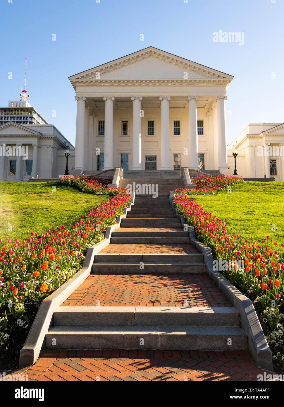 I tulipani fioriscono nelle sole luminoso alla creazione del capitale in Richmond Foto Stock
