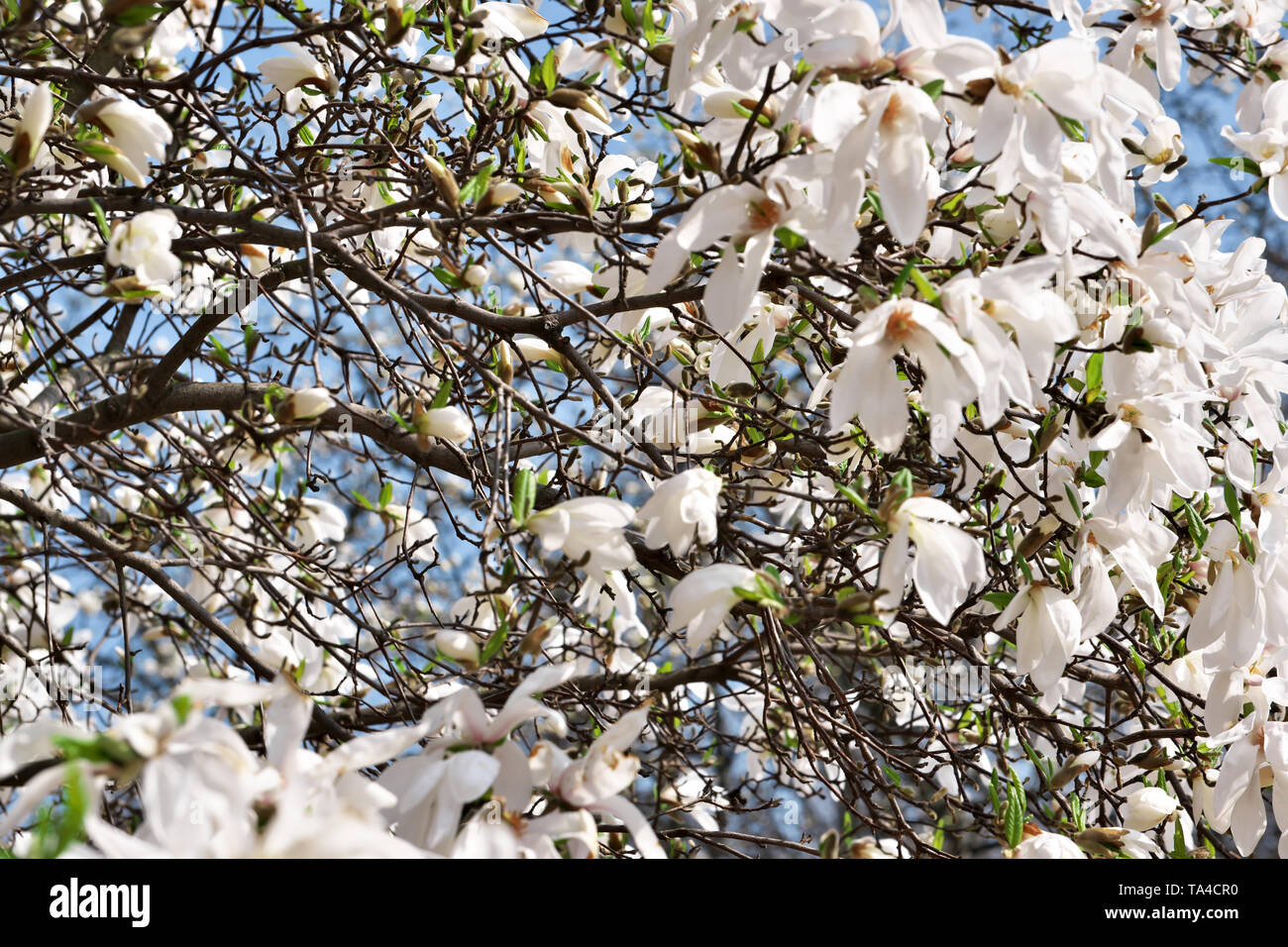 Bianco fiori di magnolia closeup bloom luminosa giornata di primavera Foto Stock