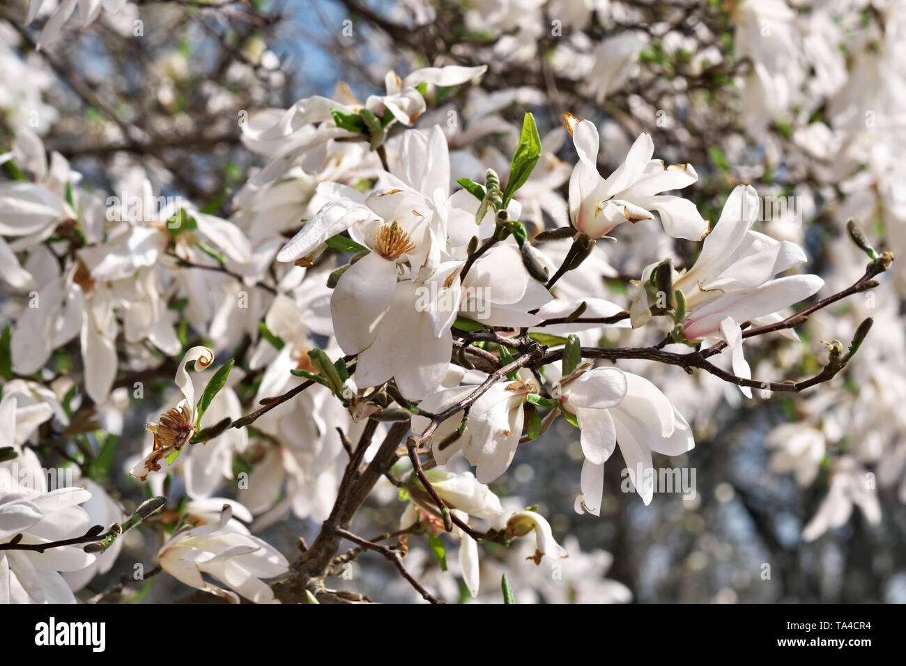 Bianco fiori di magnolia closeup bloom luminosa giornata di primavera Foto Stock