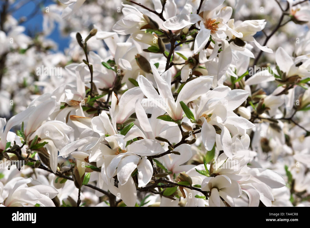 Bianco fiori di magnolia closeup bloom luminosa giornata di primavera Foto Stock