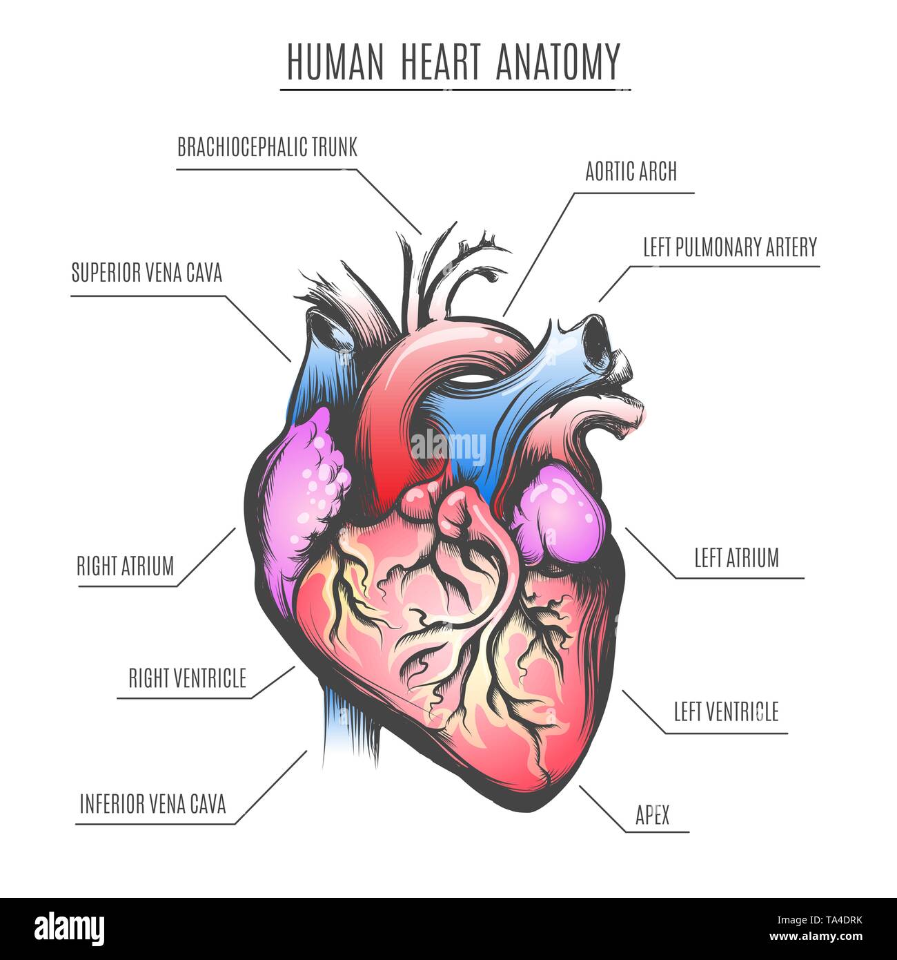 Cuore umano anatomia poster. Illustrazione Vettoriale. Illustrazione Vettoriale