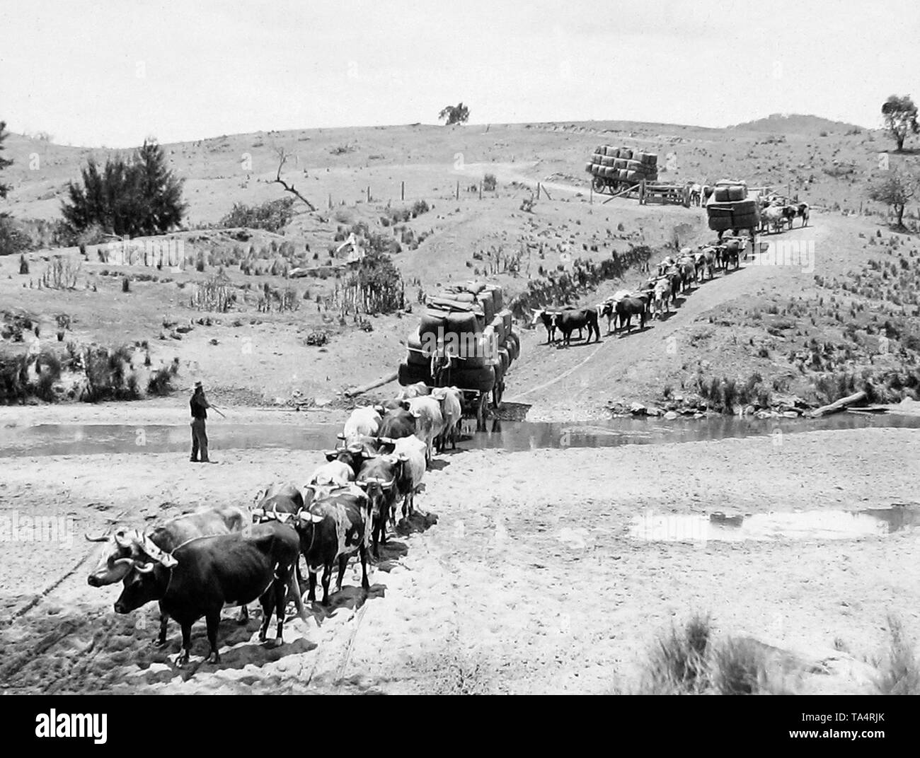 Buoi tenendo la lana compressa alla stazione ferroviaria, NSW, Australia Foto Stock