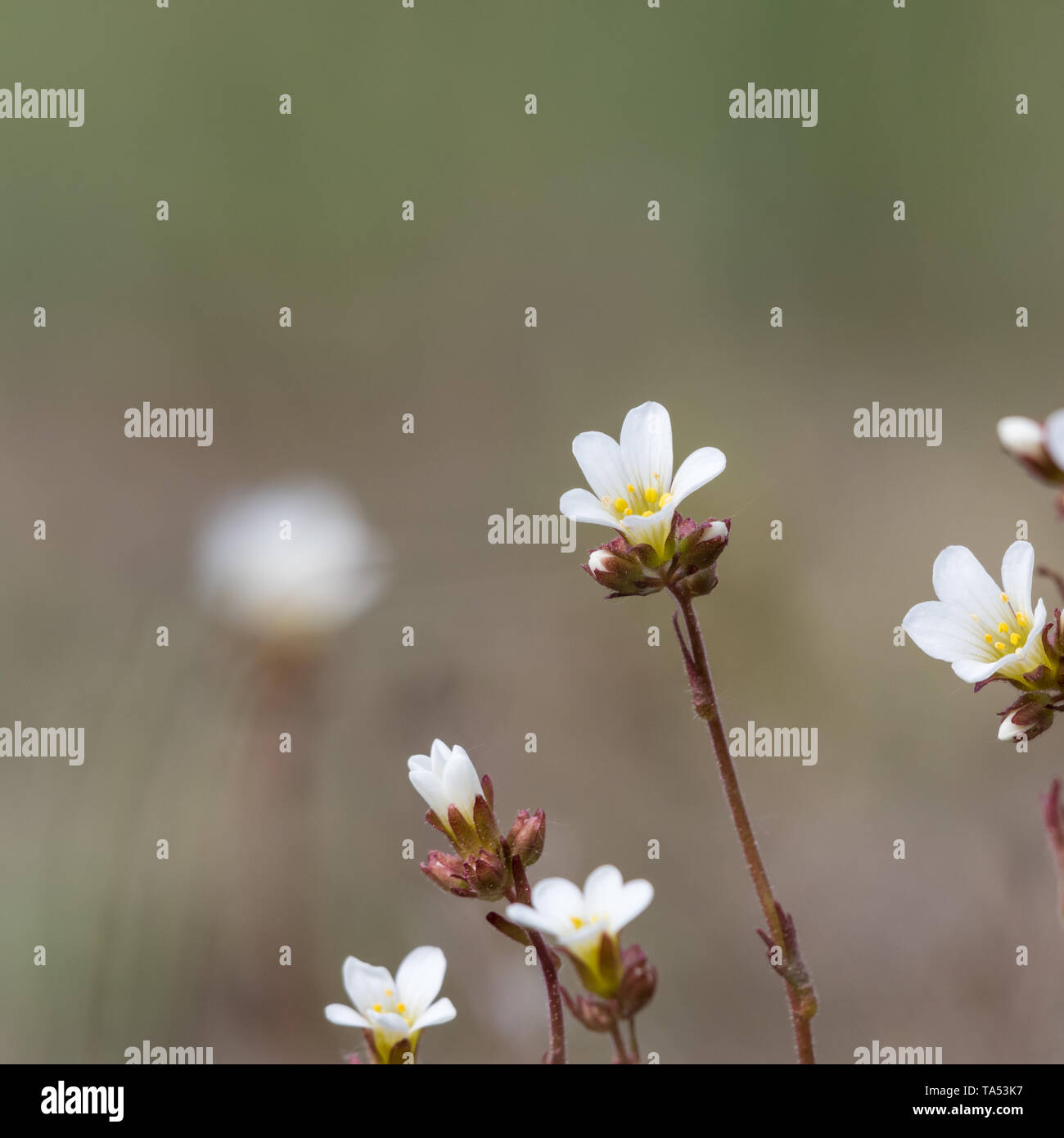 White summerflower Sassifraga closeup da uno sfondo sfocato Foto Stock