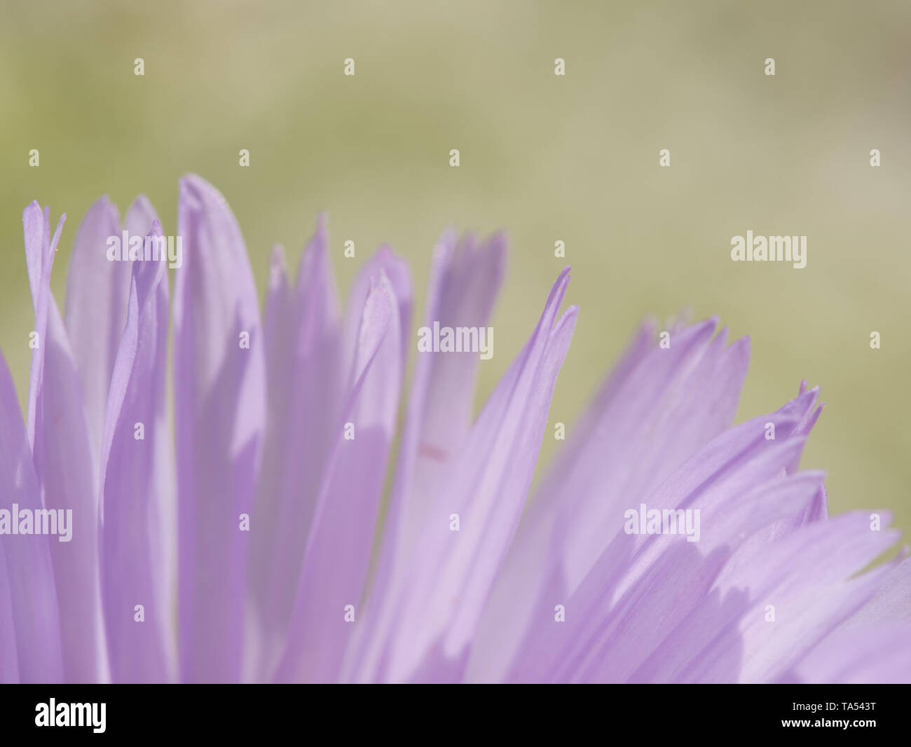 Soft focus di lavanda viola Mojave Aster (Xylorhiza tortifolia) fiore close up dei petali in Red Rock Canyon vicino a Las Vegas, Nevada, STATI UNITI D'AMERICA Foto Stock