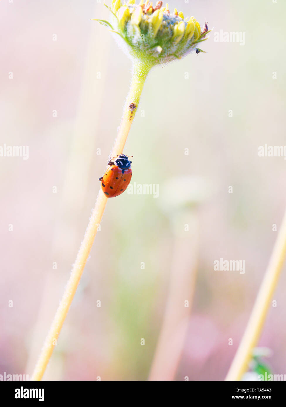 Lady bug strisciando il gambo di un deserto selvaggio fiore in Red Rock Canyon vicino a Las Vegas, Nevada, STATI UNITI D'AMERICA Foto Stock