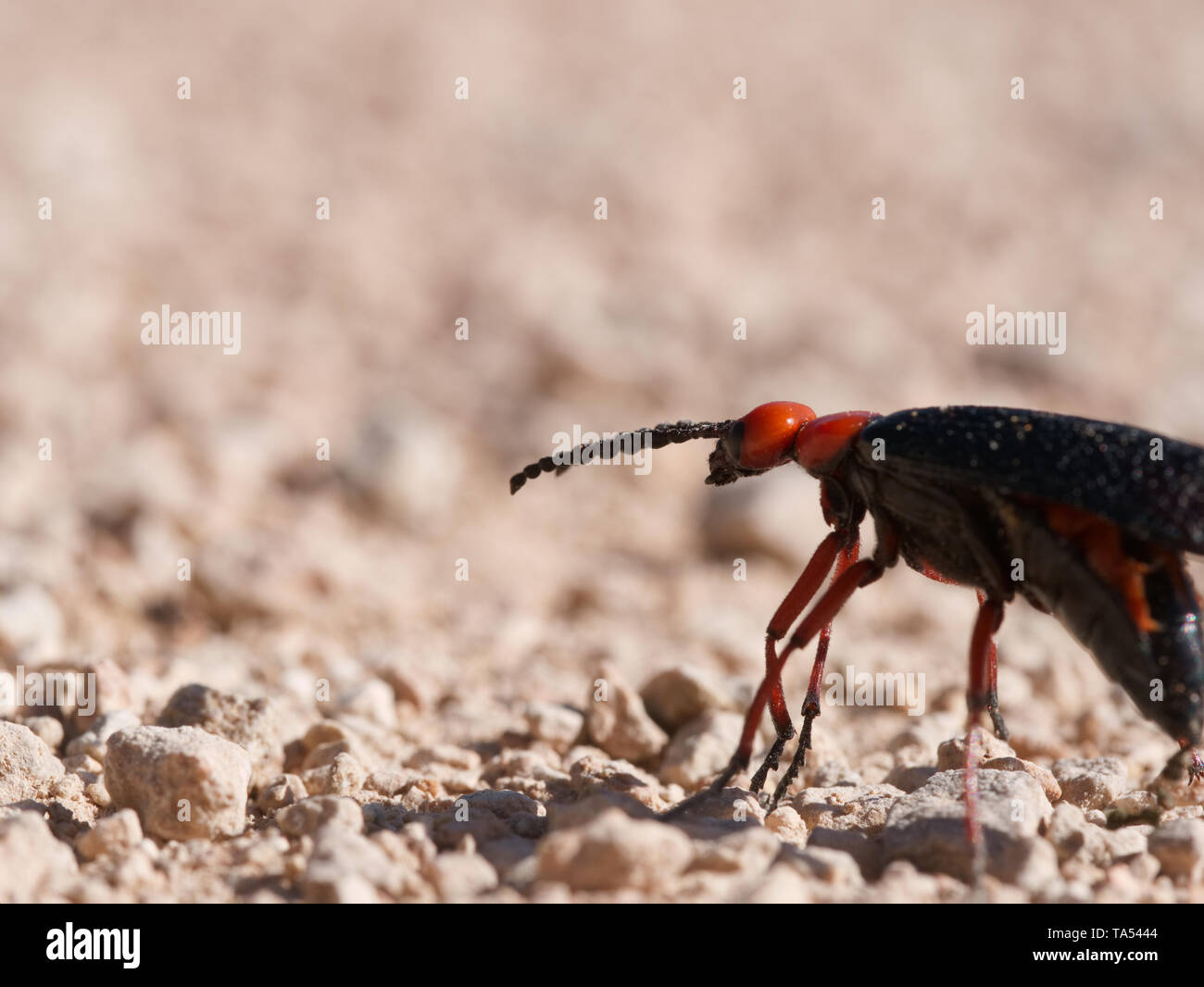 Arancione e nero grande maestro blister beetle (Lytta magister) passeggiate sulla sabbia del deserto in Red Rock Canyon vicino a Las Vegas, Nevada, STATI UNITI D'AMERICA Foto Stock
