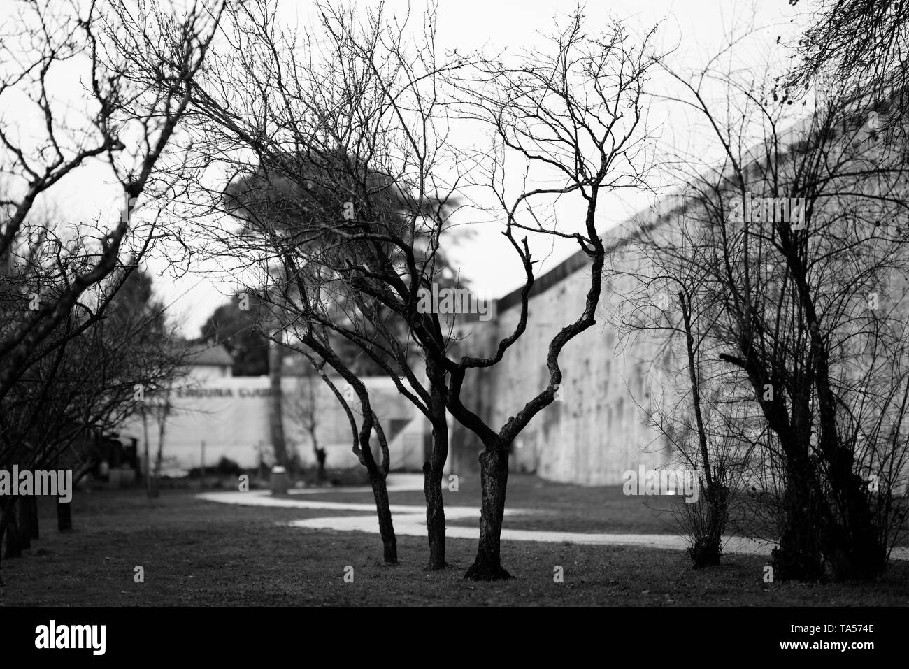 Bianco e nero paesaggio invernale con alberi di nudo e strada stretta Foto Stock