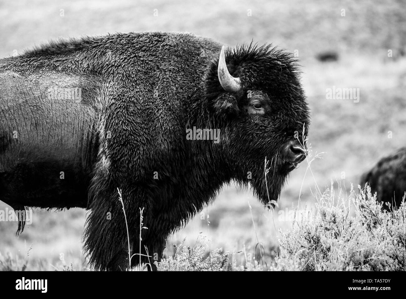Bisonti americani a Yellowstone in bianco e nero Foto Stock