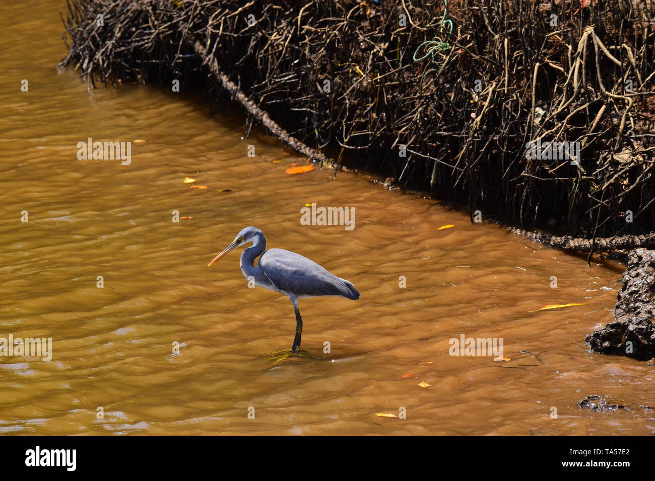 Western Reef Heron a Chorao isola, Goa, India. Foto Stock